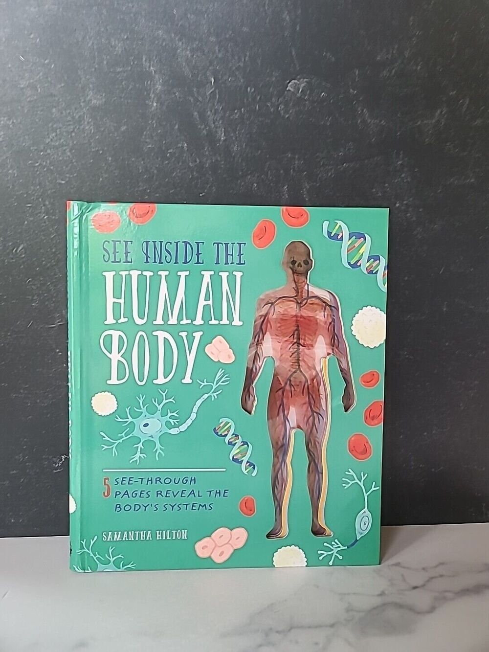 See Inside the Human Body - Hardcover By Hilton, Samantha - GOOD